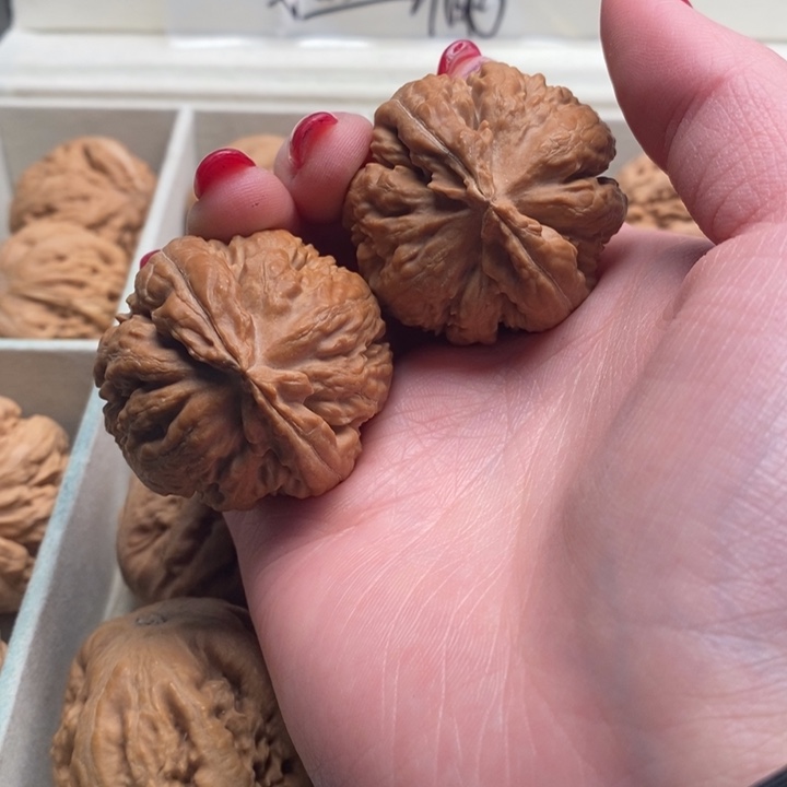 北***）霸王龙全品无修一刀没动