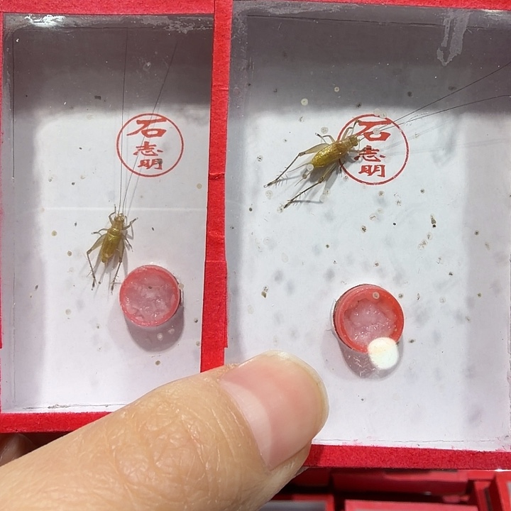 蟋蟀石老师大黄蛉二条包邮