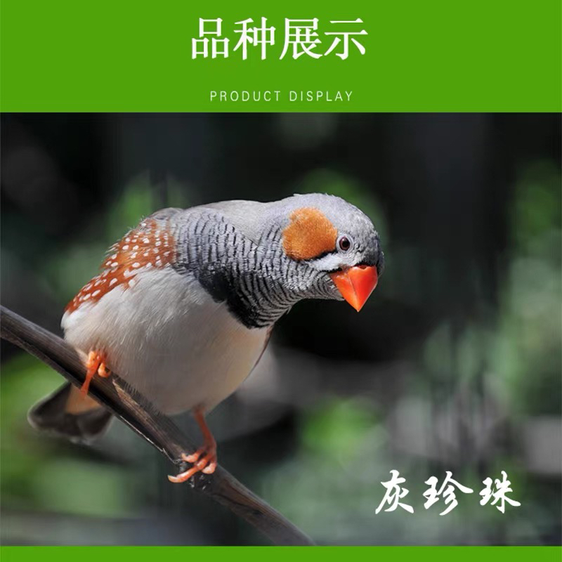 可繁殖珍珠鸟多色可选适合家庭饲养的粘人宠物鸟