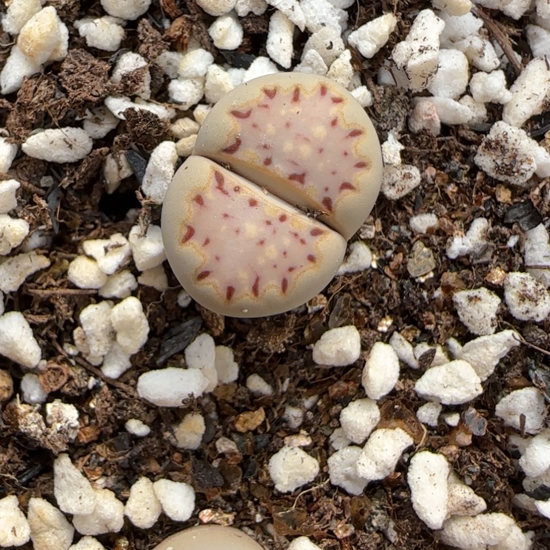 f***卷12.4.c1621.015饼干.9092