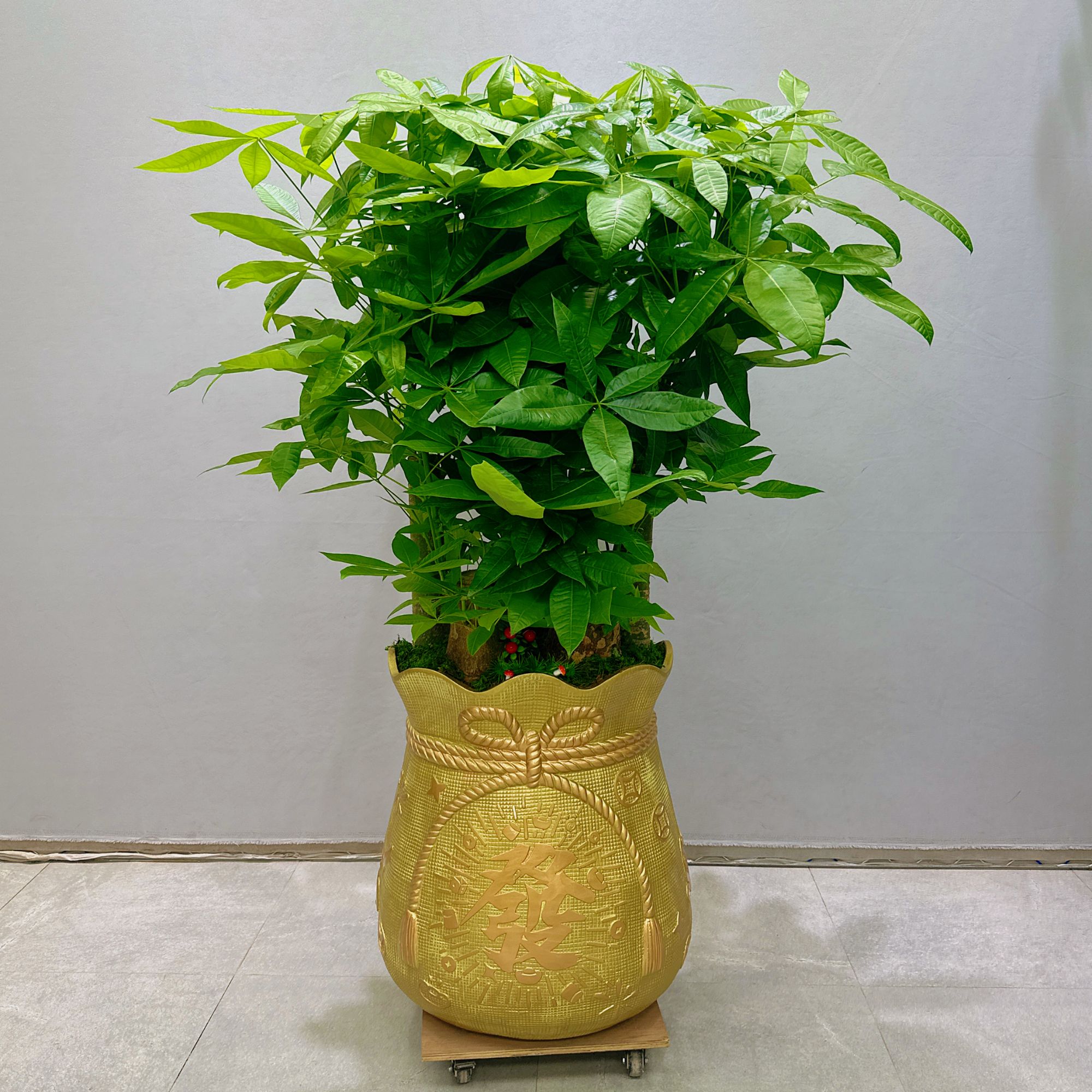 【钱袋发财树】福袋钱袋美菱盆发财树室内高端盆栽送人送礼五杆桩