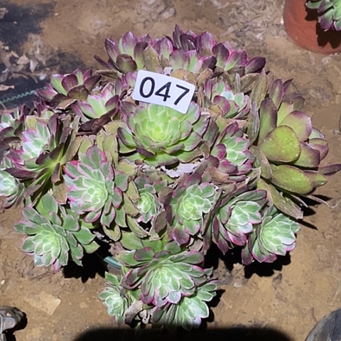 多肉植物法师47莲花