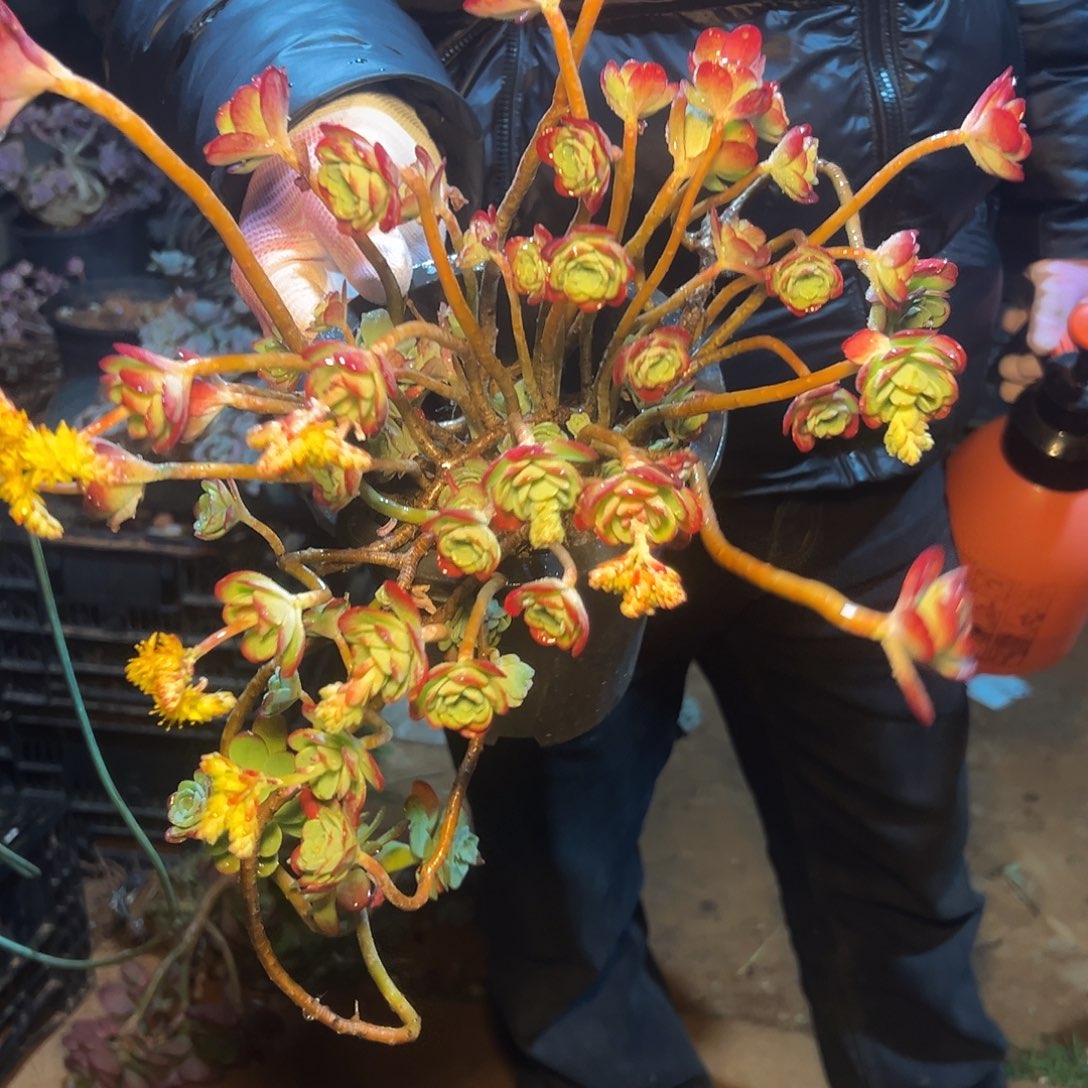 薄化妆多肉 一颗发货