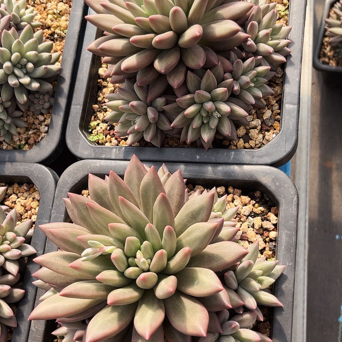 红蜻蜓两个组寄养