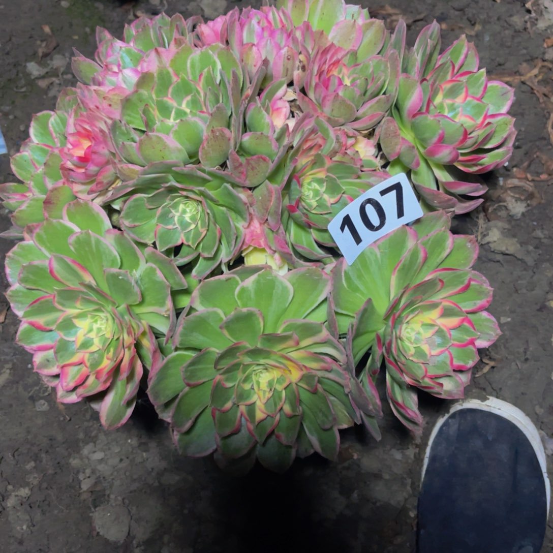 海燕法师26///19包邮