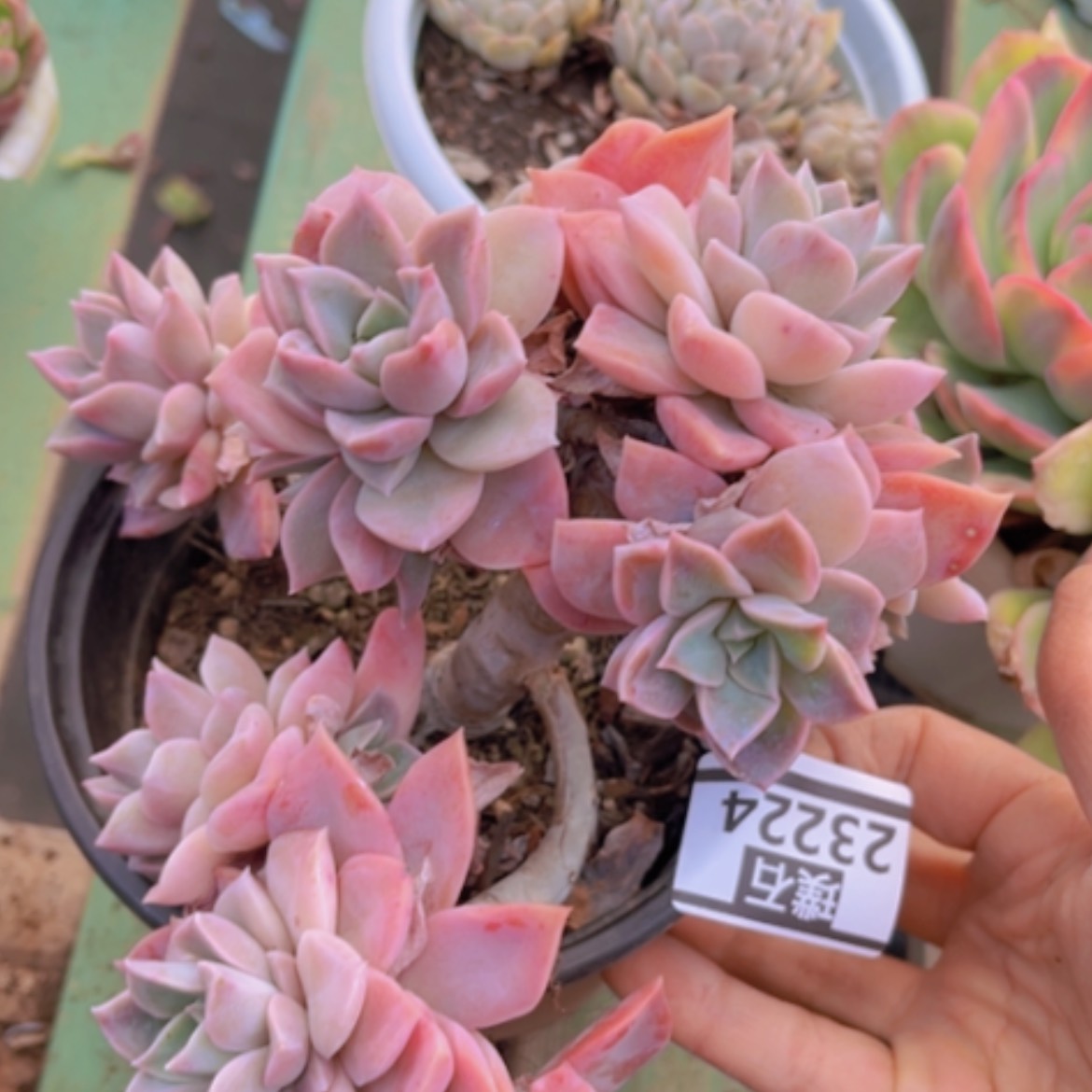 【闪购商品】哈利沃森23224