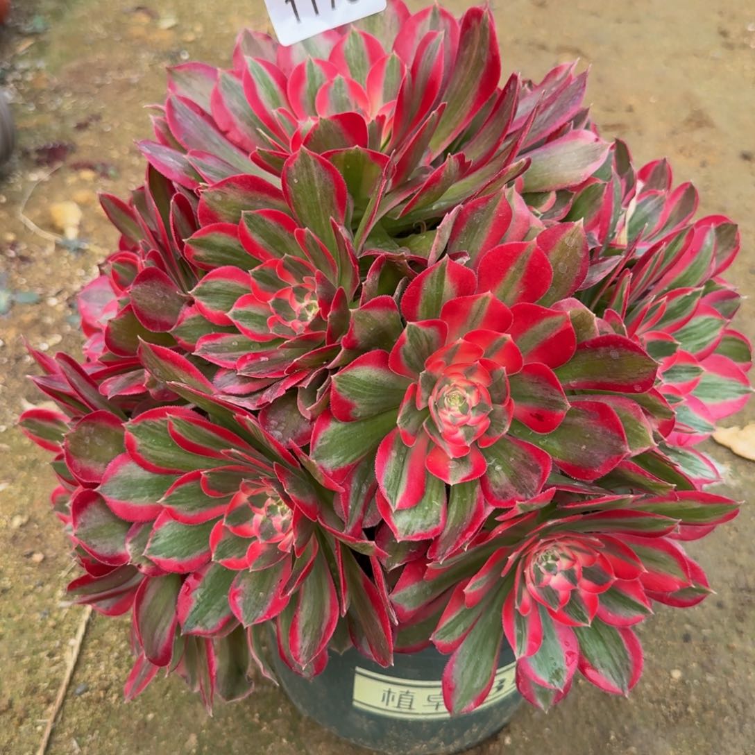 1178妖月。多肉植物