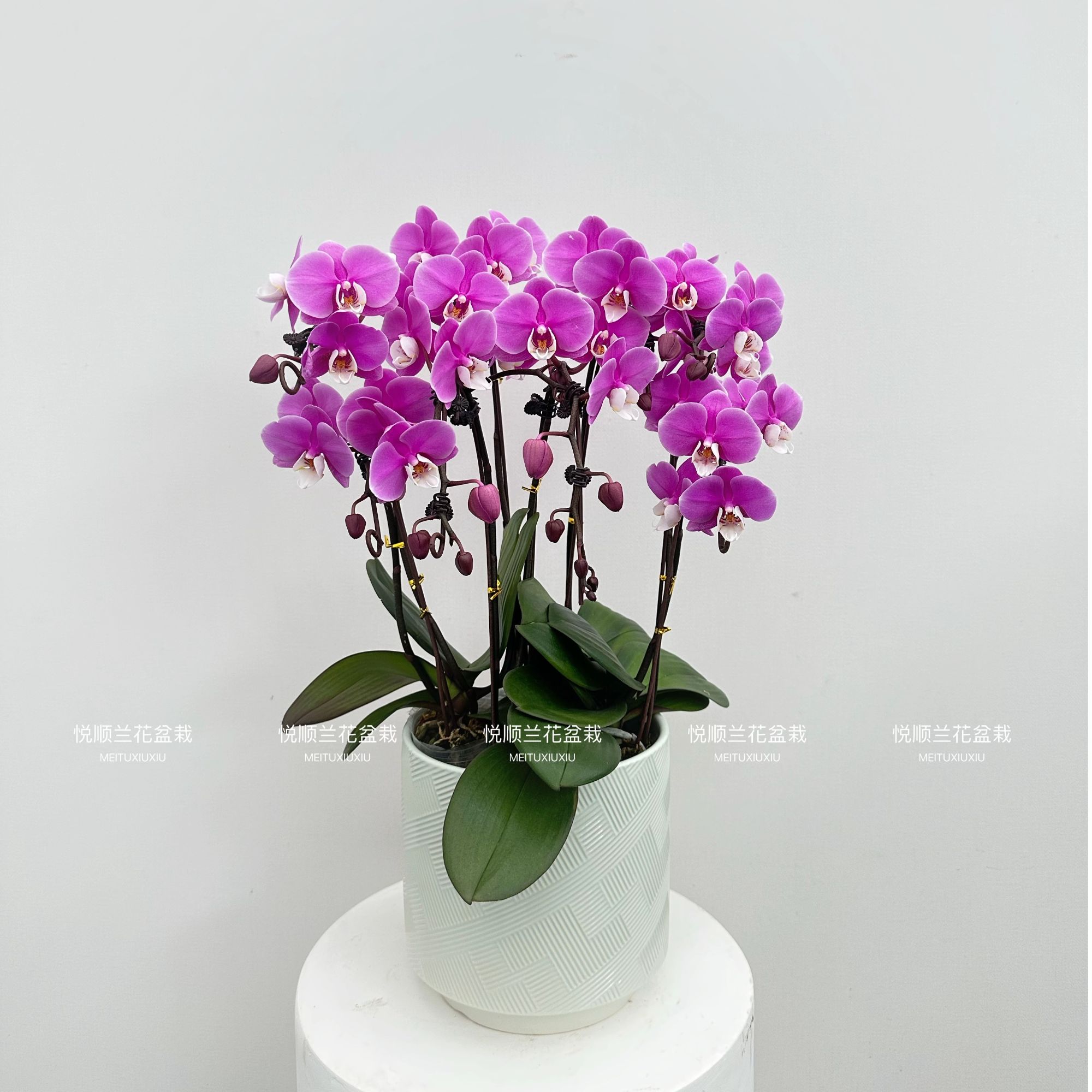 蝴蝶兰 赛冰冰 叶片自然开裂 花期长