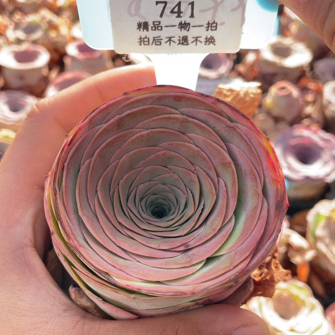 毛***妮山地玫瑰741裸根发货不售后