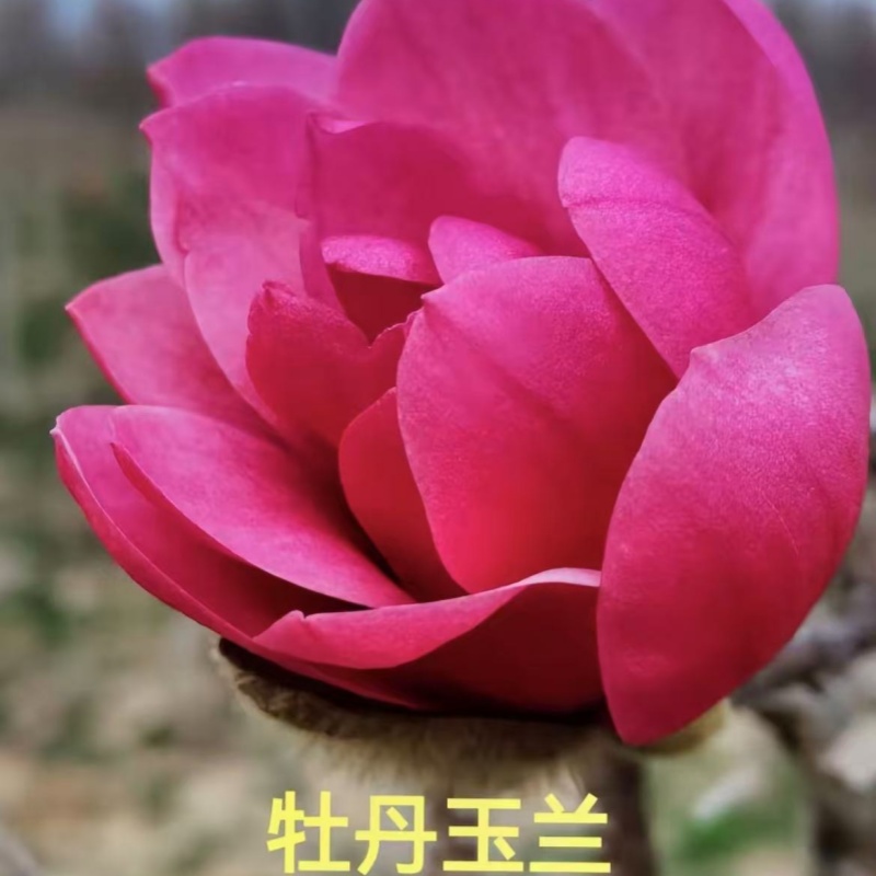 新品种（牡丹玉兰）玉兰三季开花盆栽地栽庭院种植耐寒耐热