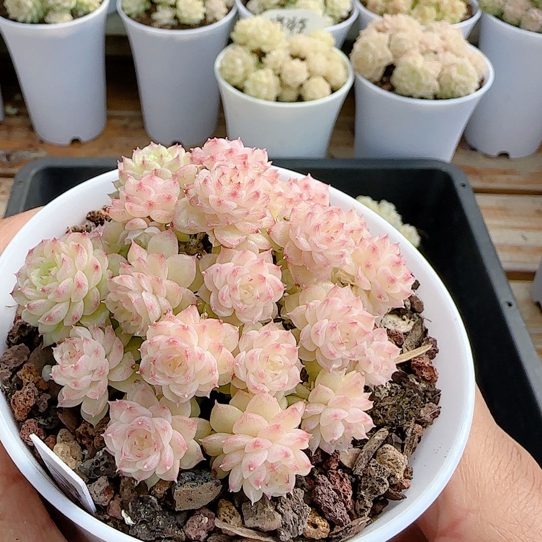 1219-34（ppt-24）优选