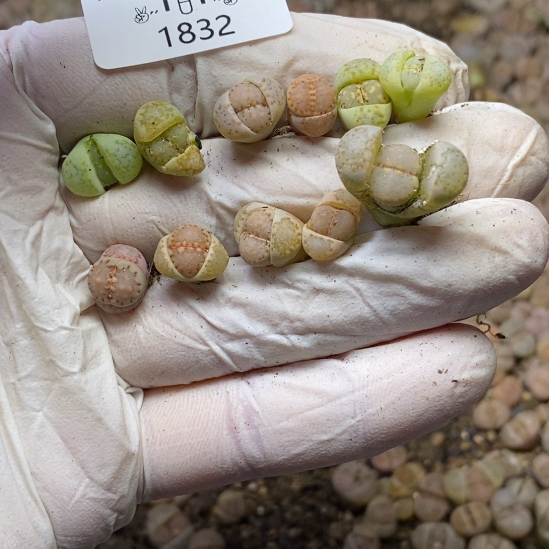 寶*兜1832。零下拍保温.18包邮.当天凑哦