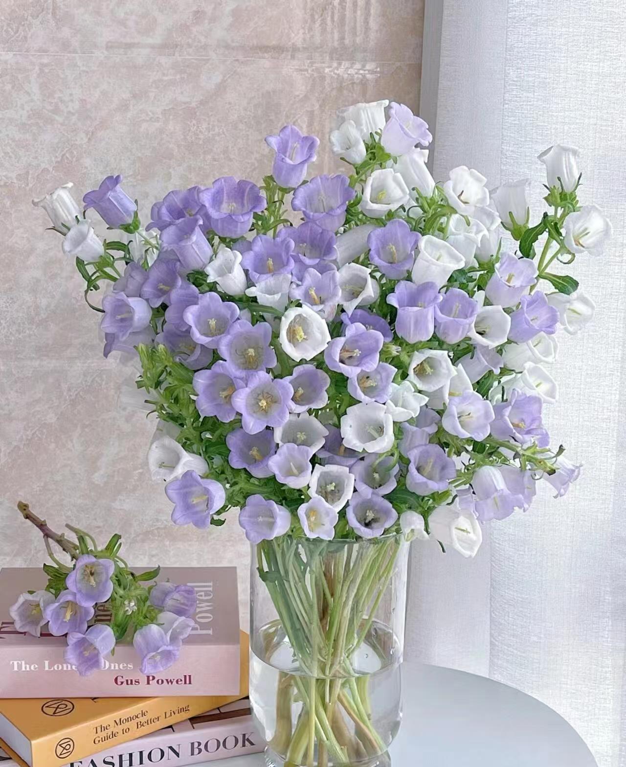 【风铃花】云南基地直发同一地址任意2单升级顺丰送配草