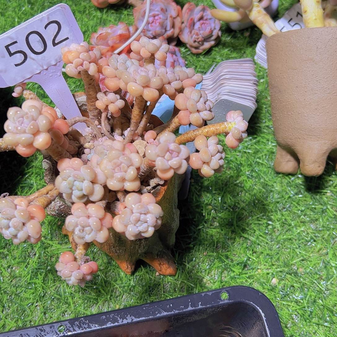 小**特502鱼子酱28元元