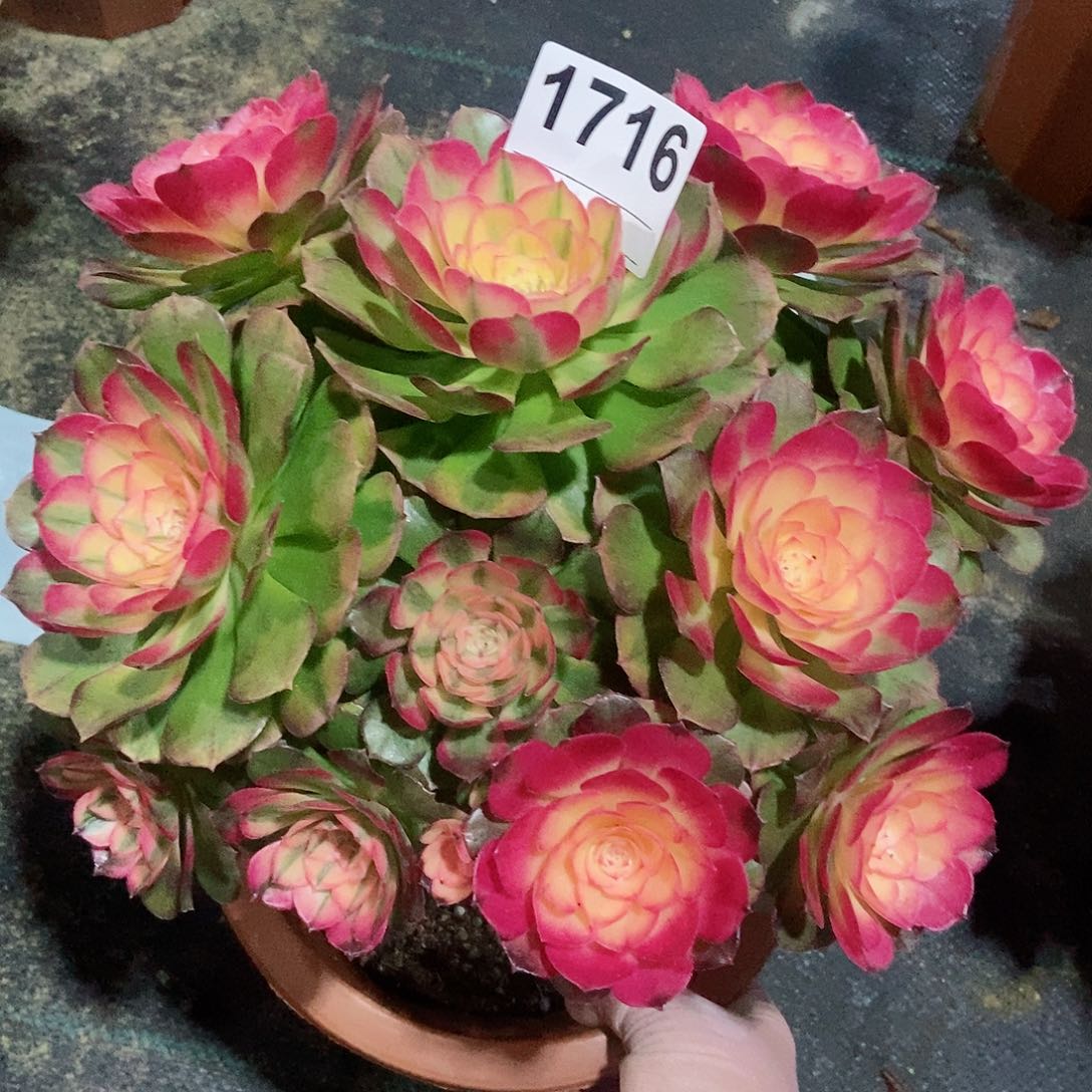 红陶1716荔枝4冠服20以上丛林