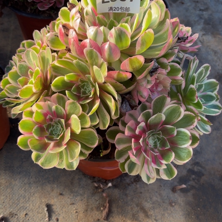 瑞妈多肉园艺997+