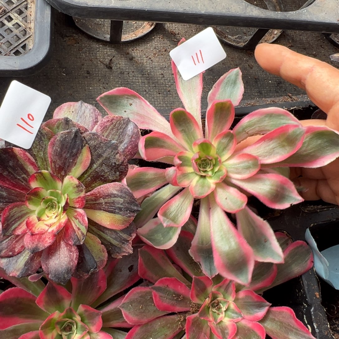 111天使之眼多肉多肉