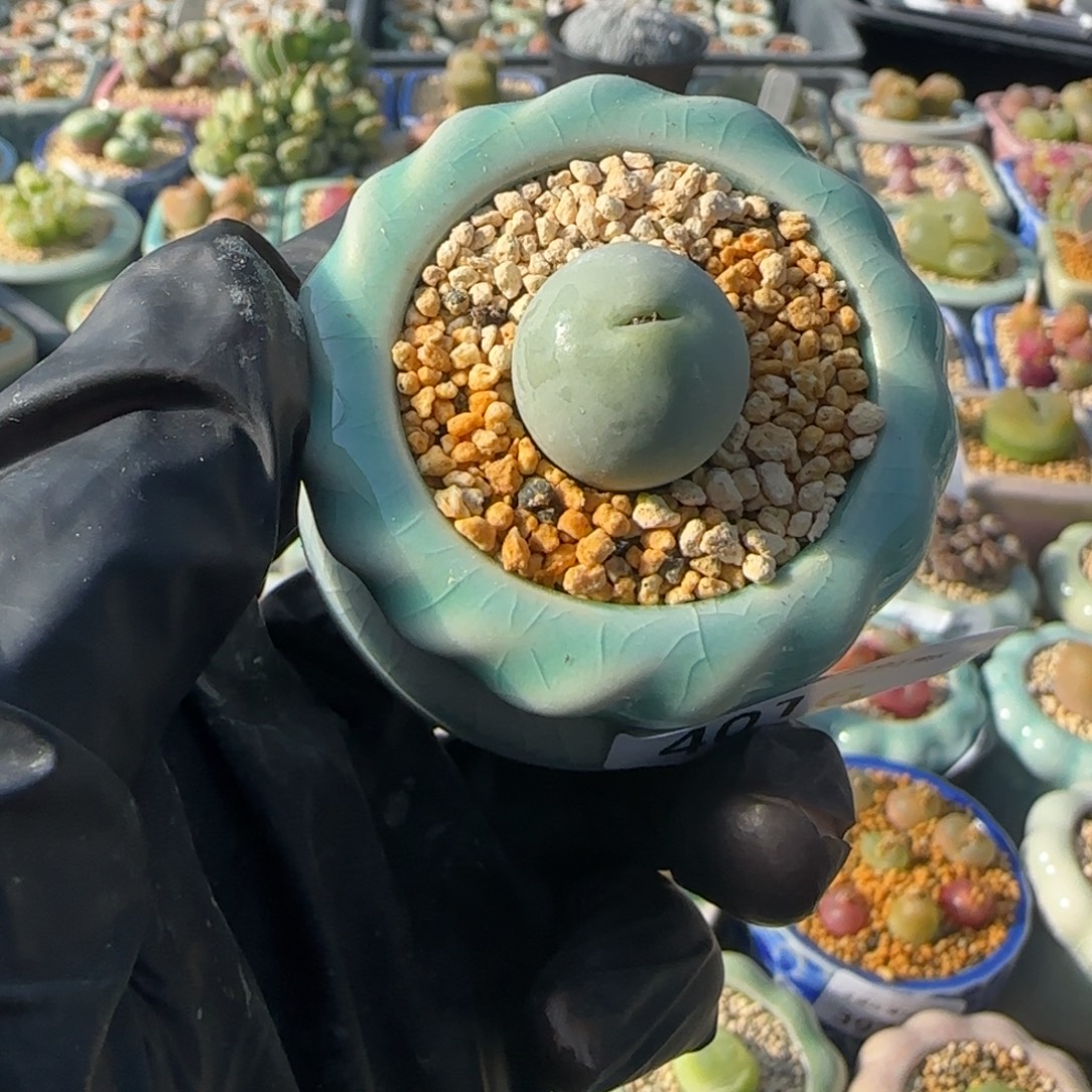 4016-一物一拍 带盆