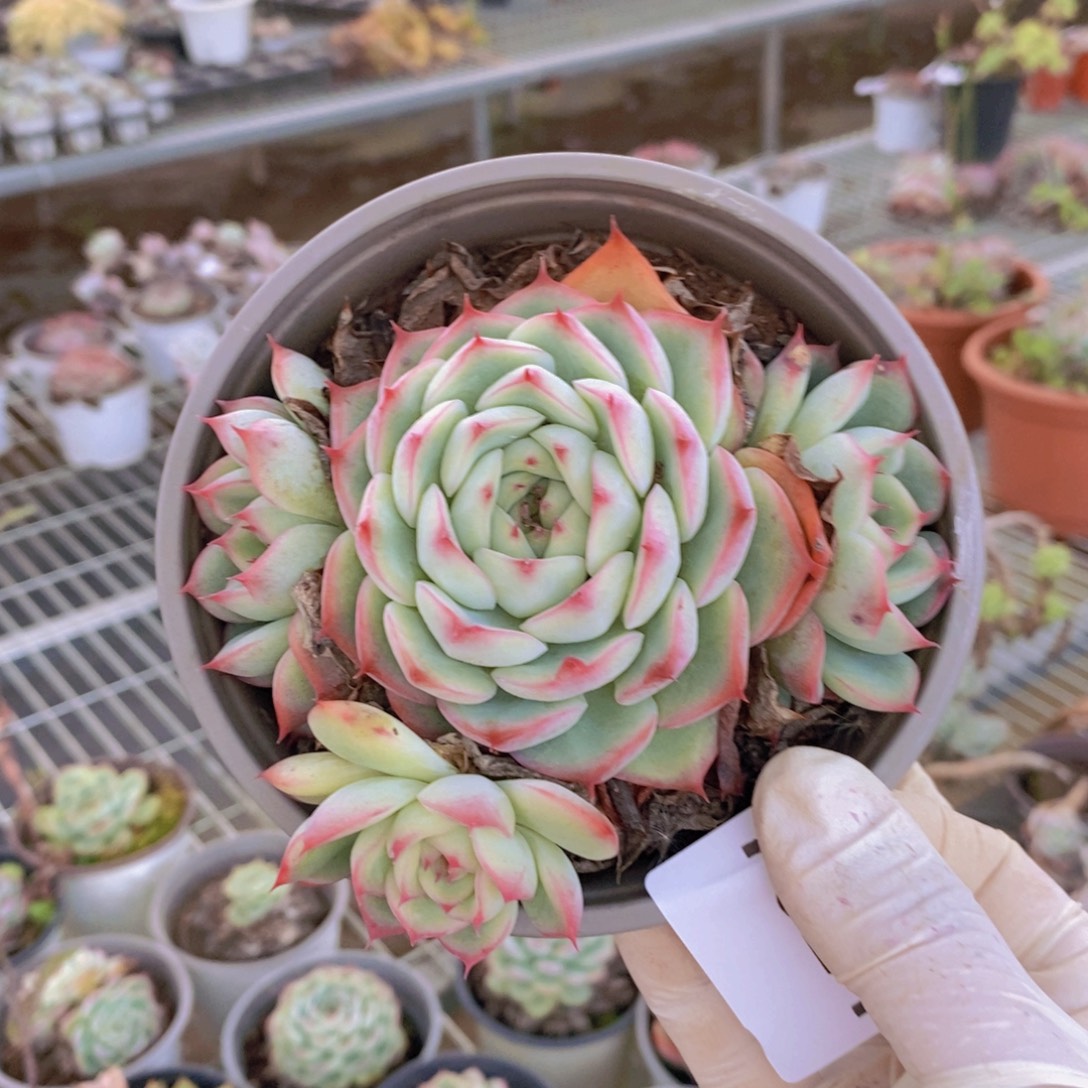 7824侧影多头一物一拍