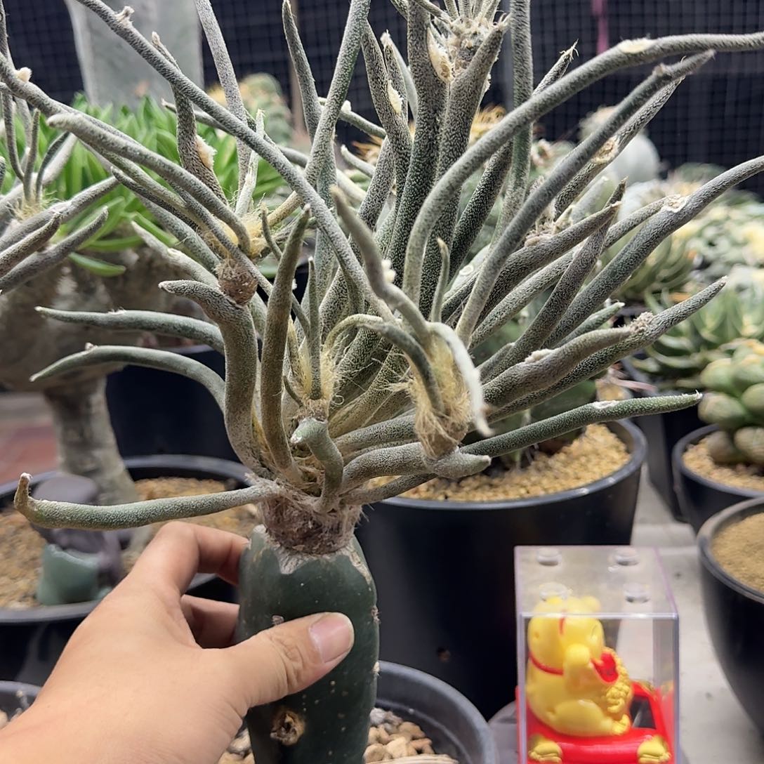 苗接美杜莎仙人球