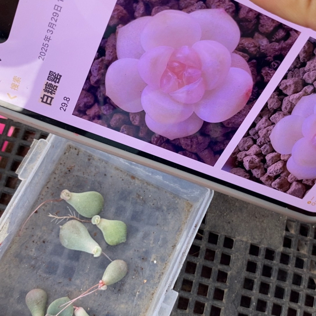 白糖罂芽苗一个多肉