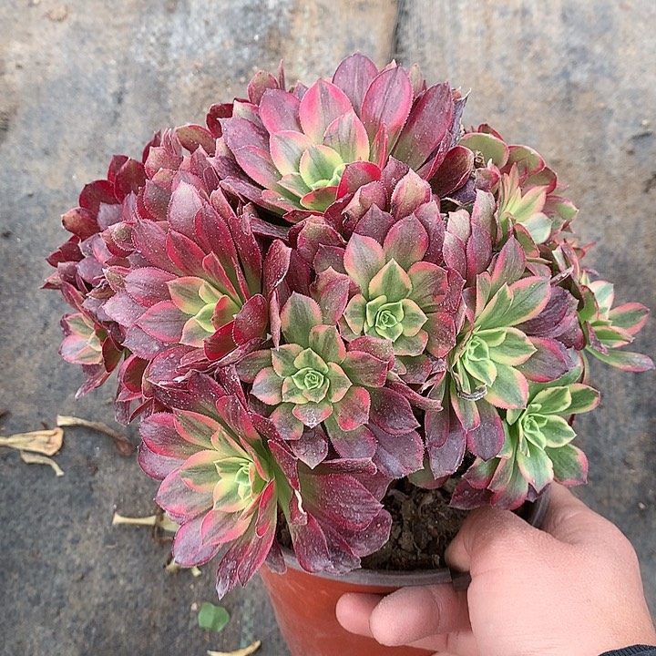 135安娜多肉植物