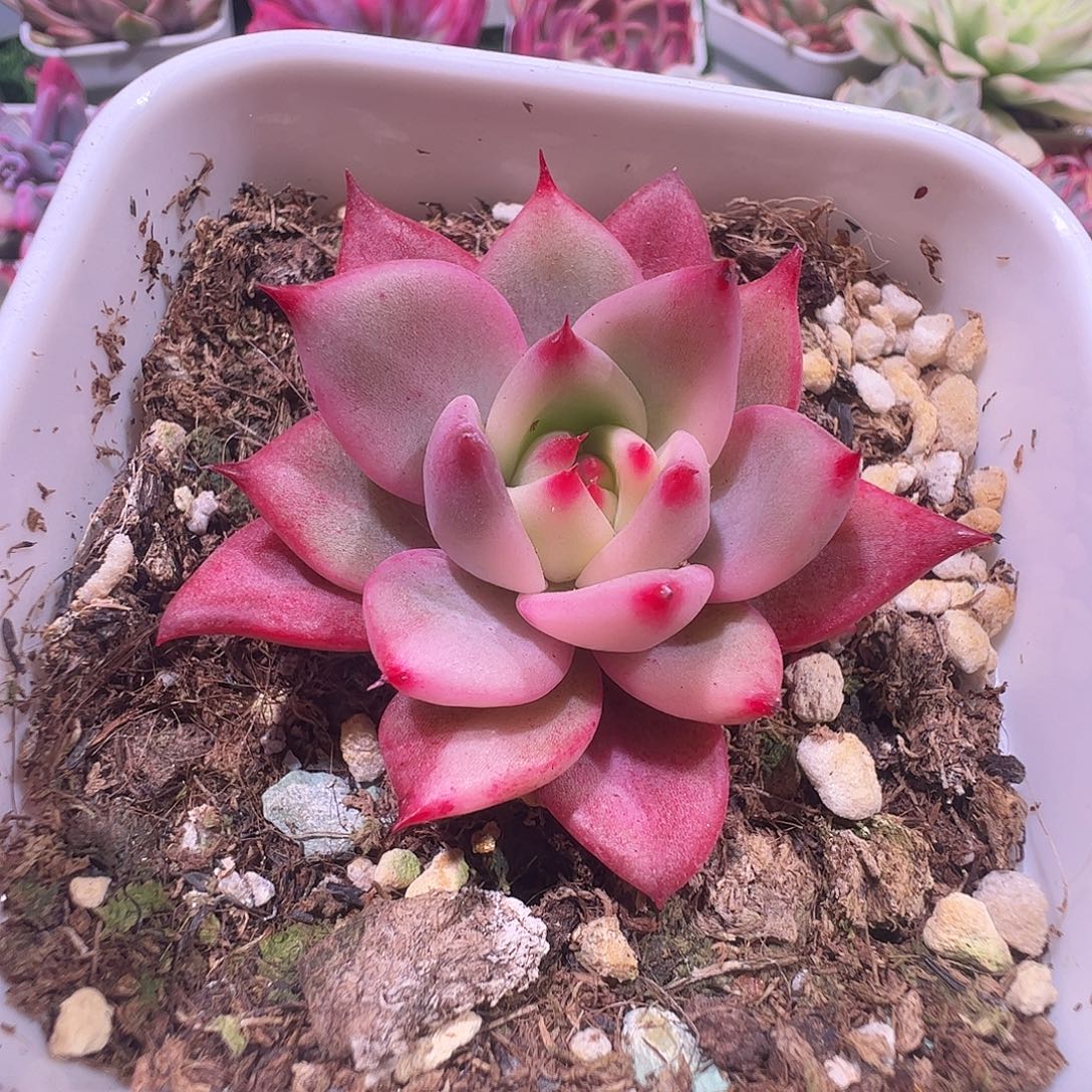 一***坏多肉植物多肉植物