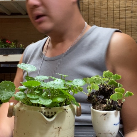 红陶一物一拍所见即所得70