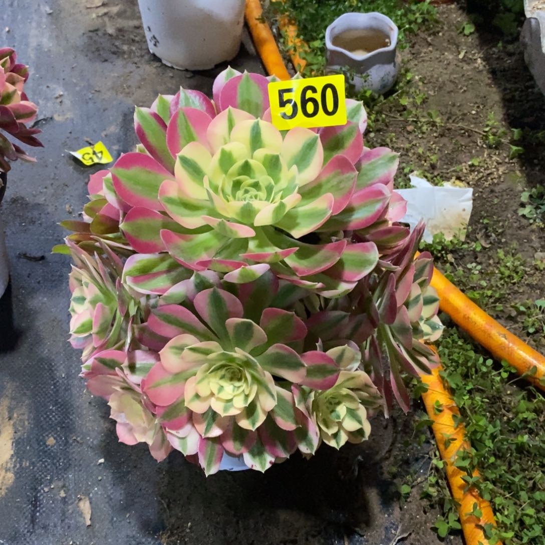 ?粉女巫多肉法师560