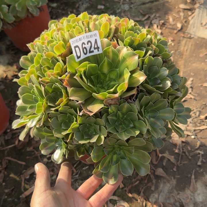 女巫中班……多肉植物……