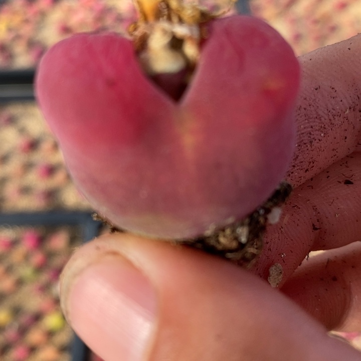 1620一颗一颗一颗