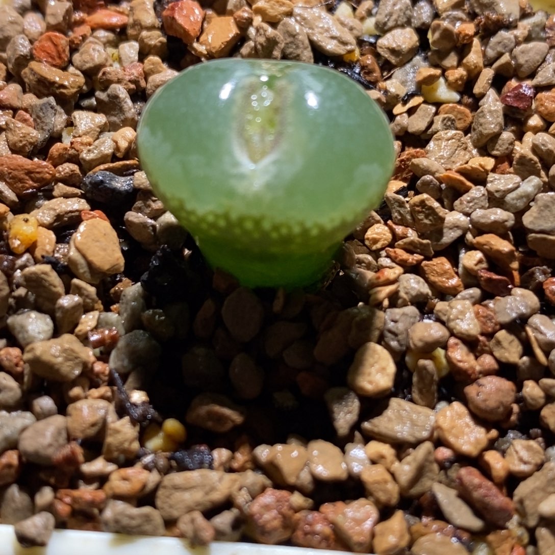 安格尼斯母本安格