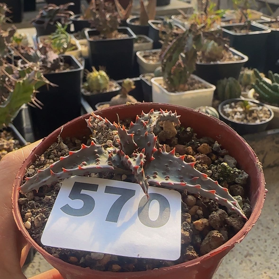 【闪购商品】家**宝块根植物