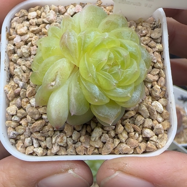 656号白冰晗雨多肉