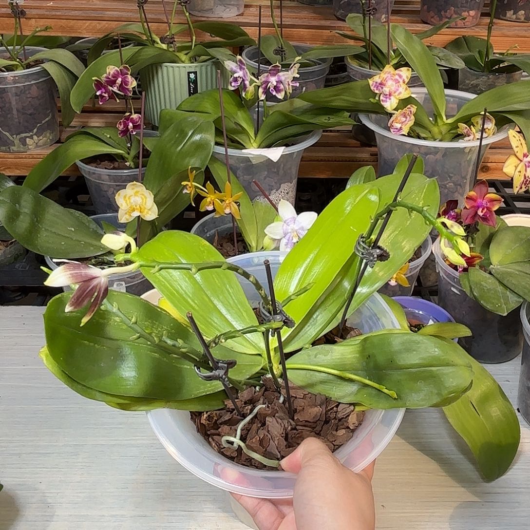 小***明大部分花苞少量开放叶瑕疵福利漏