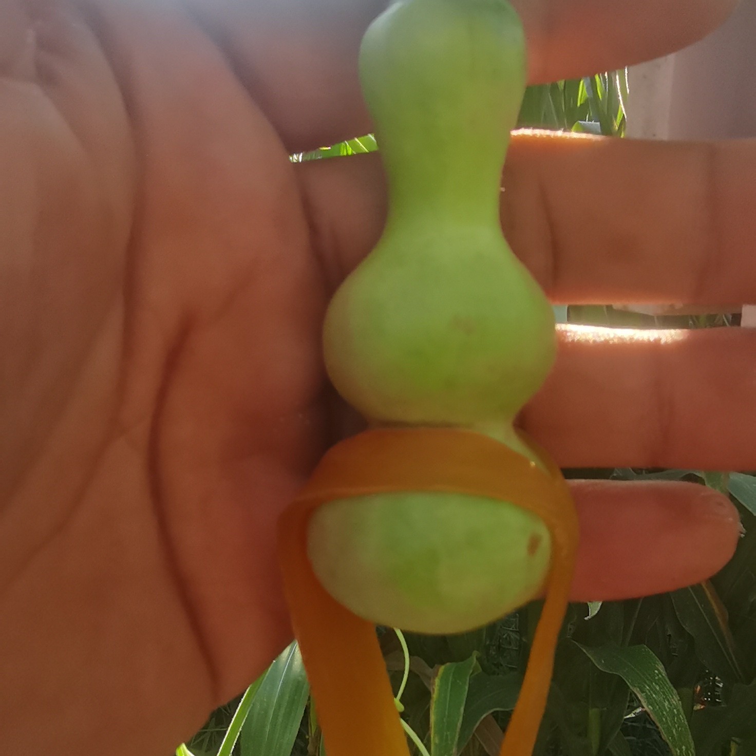 葫芦，直播间专拍