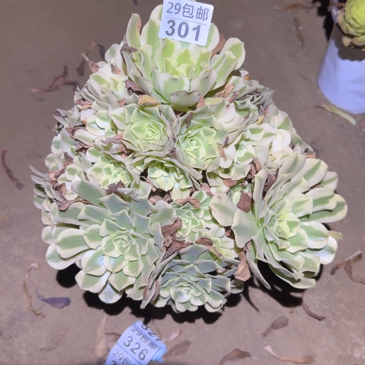 绿豆沙……不包断枝……多肉植物