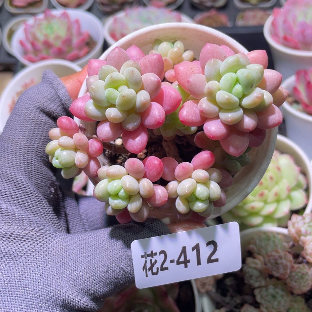 花利美2-412洛可可