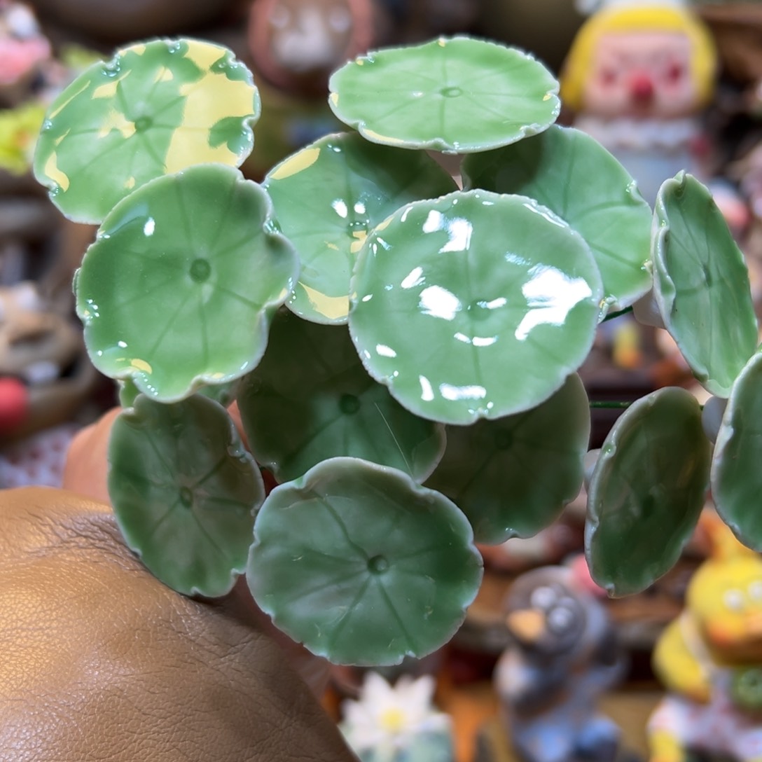 小镇青花每天新品五朵