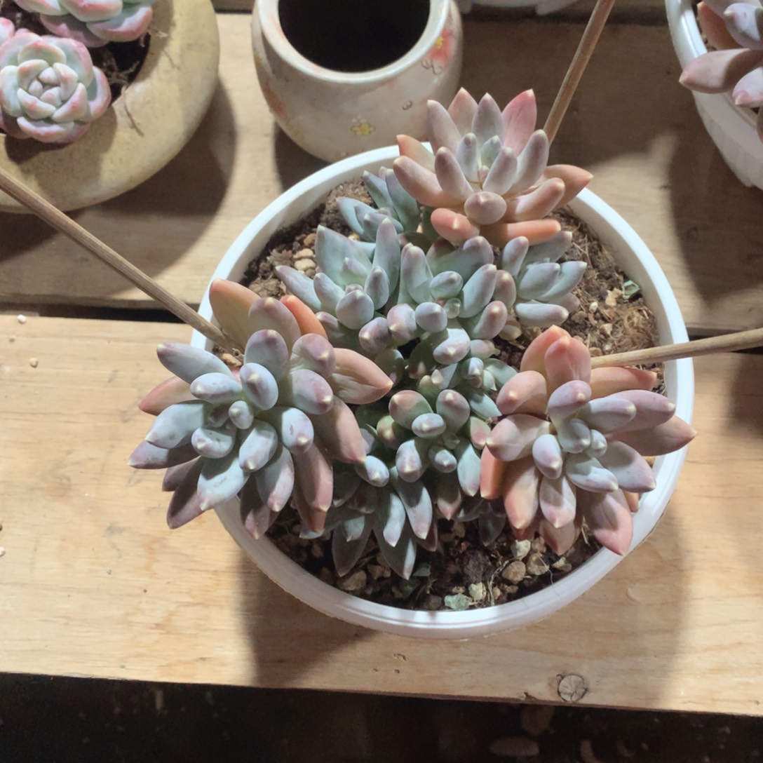 多肉植物多肉植物松果美人