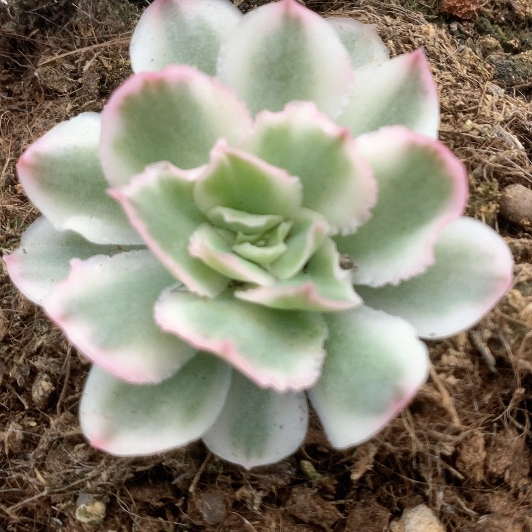 257紫蝴蝶锦锦锦锦锦