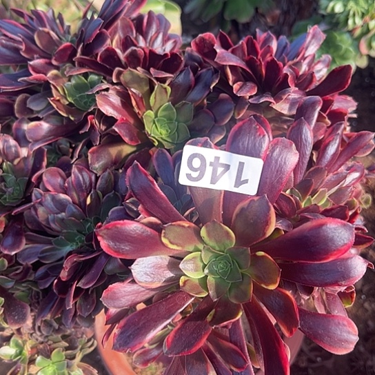 天***莉多肉植物一个欧嘉莉