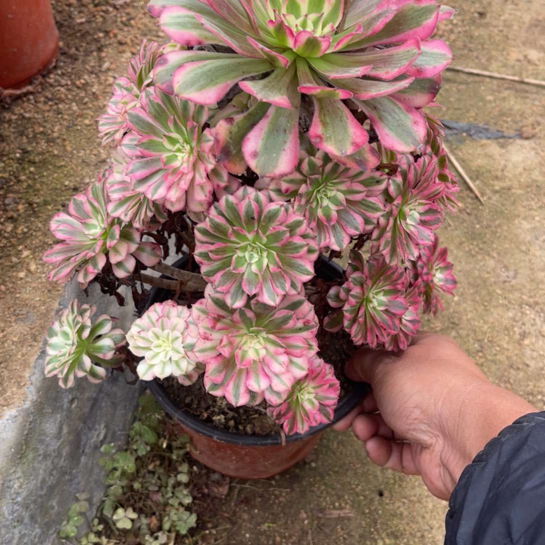 10-25-20红铜葫锦法师锦