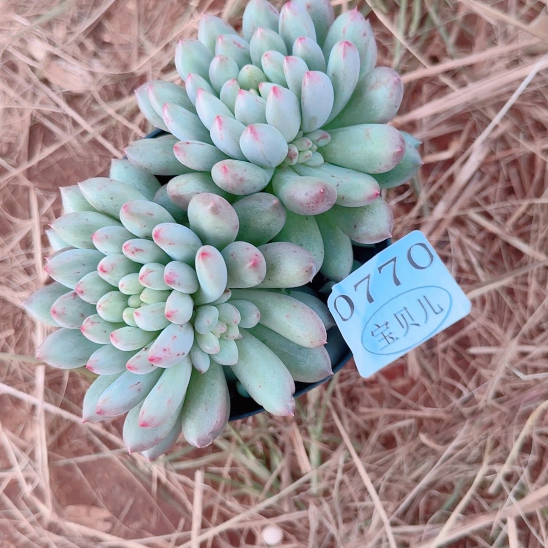 青***弯0770要盘要土包邮