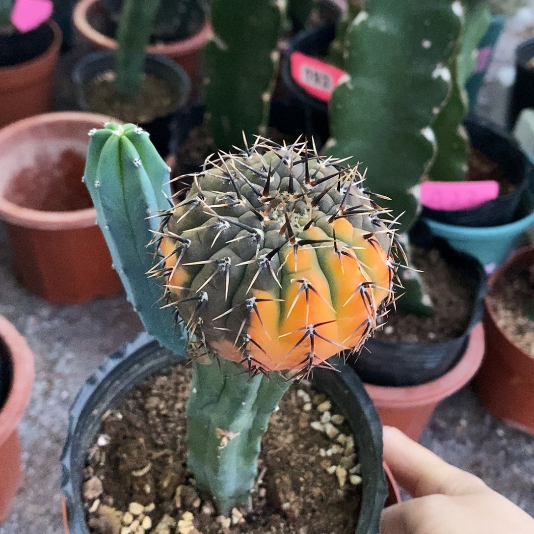 花花草草花花草草