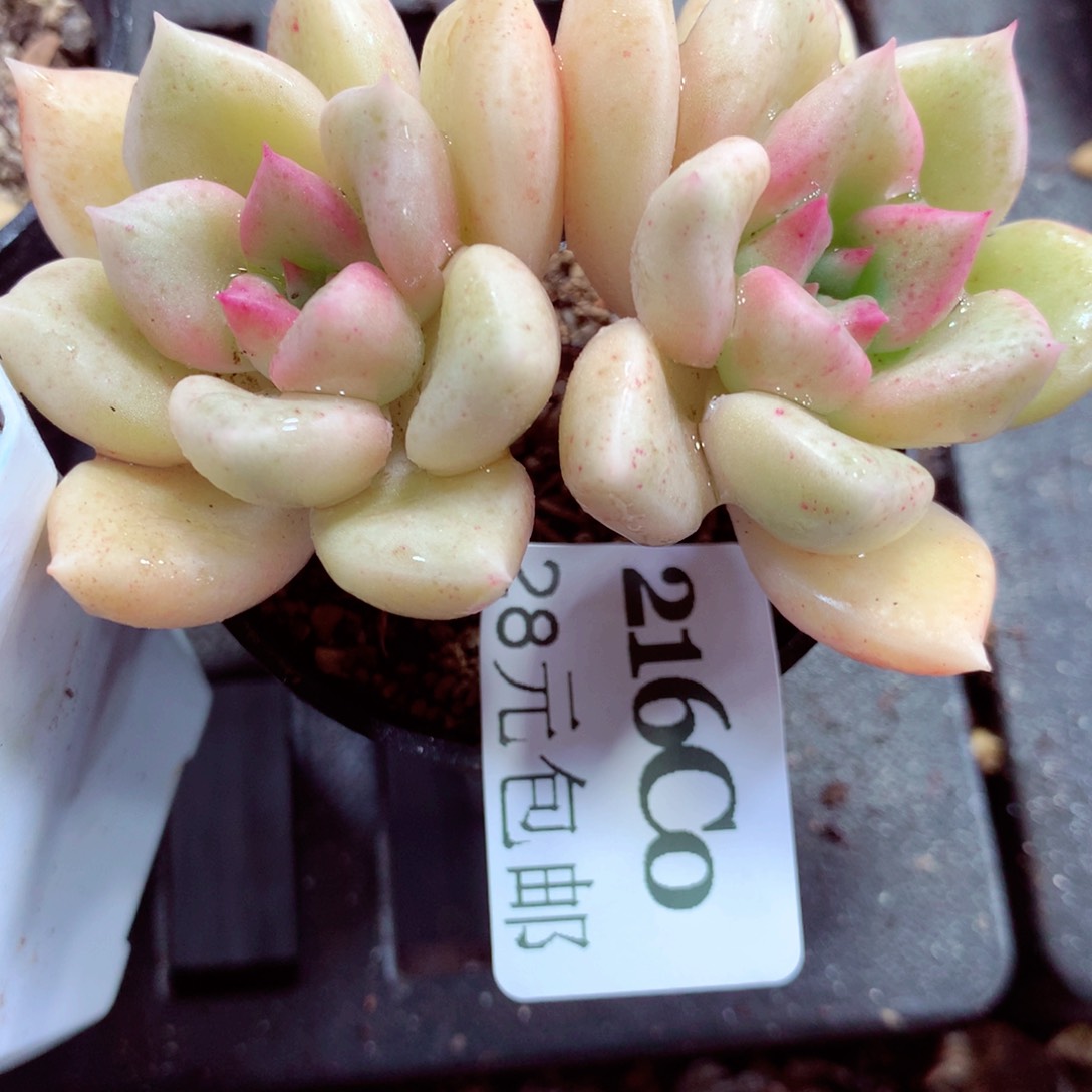 5厘米盆精控多肉216