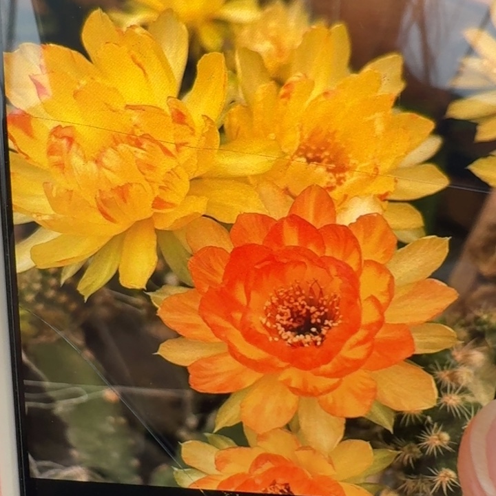 209丽花100歪3公分左右无根侧牙，20包邮