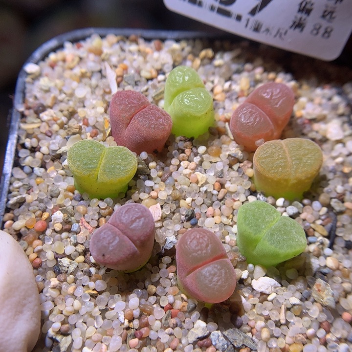 精品生石花34.439