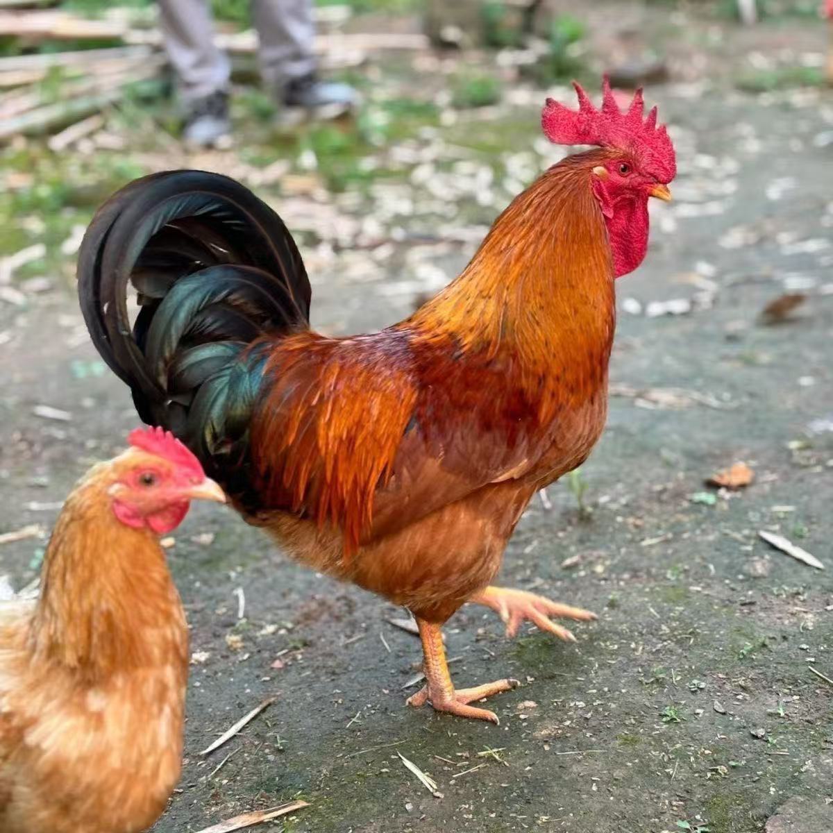 九斤红长尾鸡宠物鸡50只（顺丰包邮）