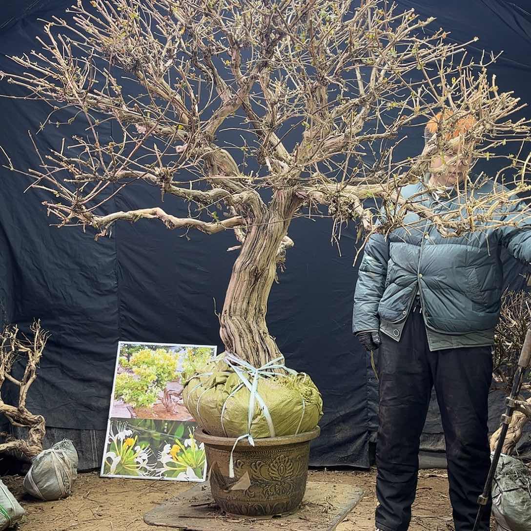 无花朵金银花88888888